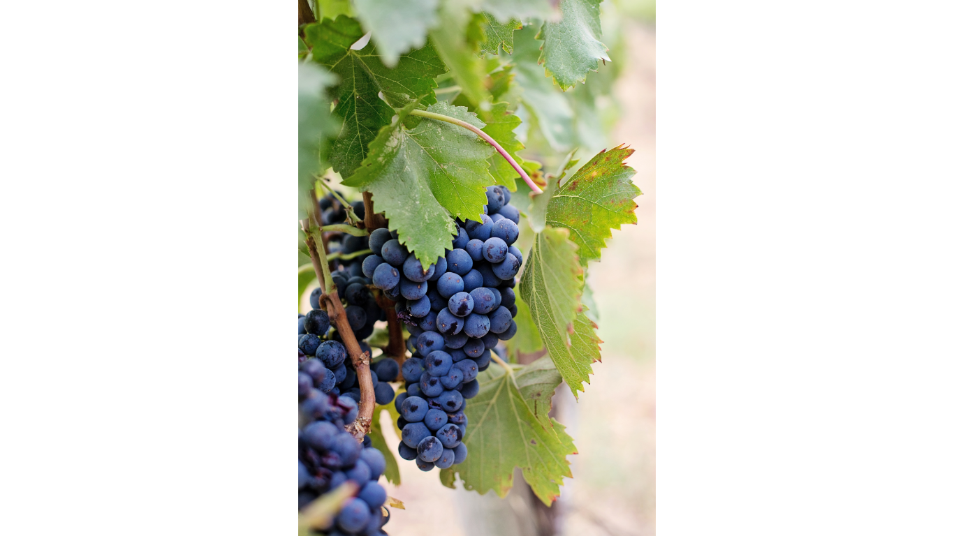 Wine grape background